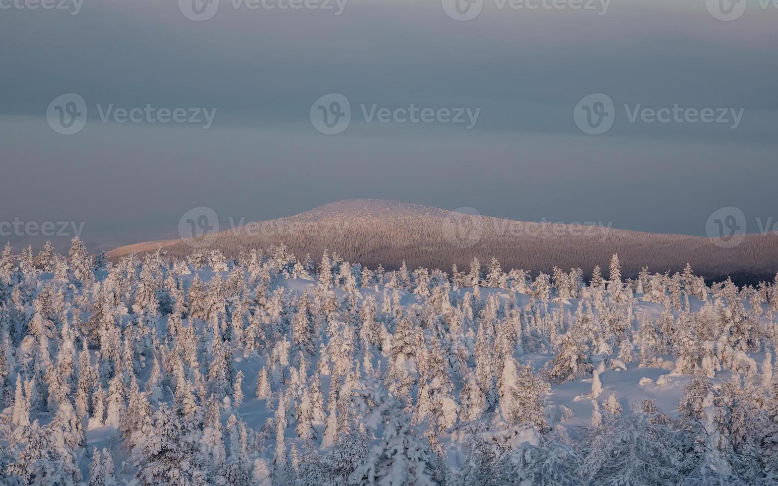 Snowy coniferous forest at twilight. Snow sunset hills on horizon. photo