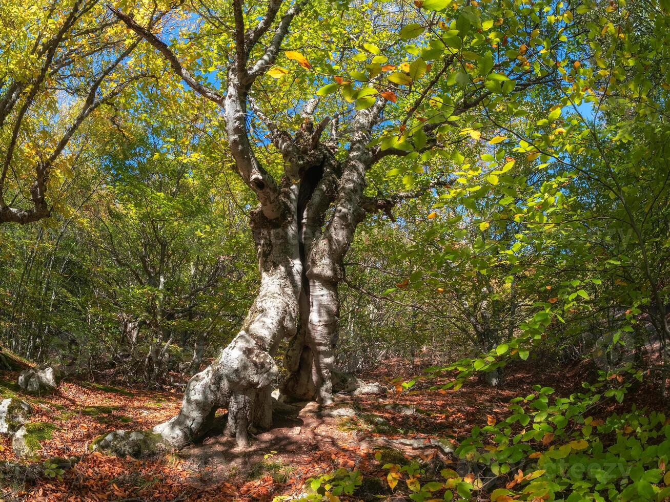 A sunny beech forest, a quaint old tree. photo