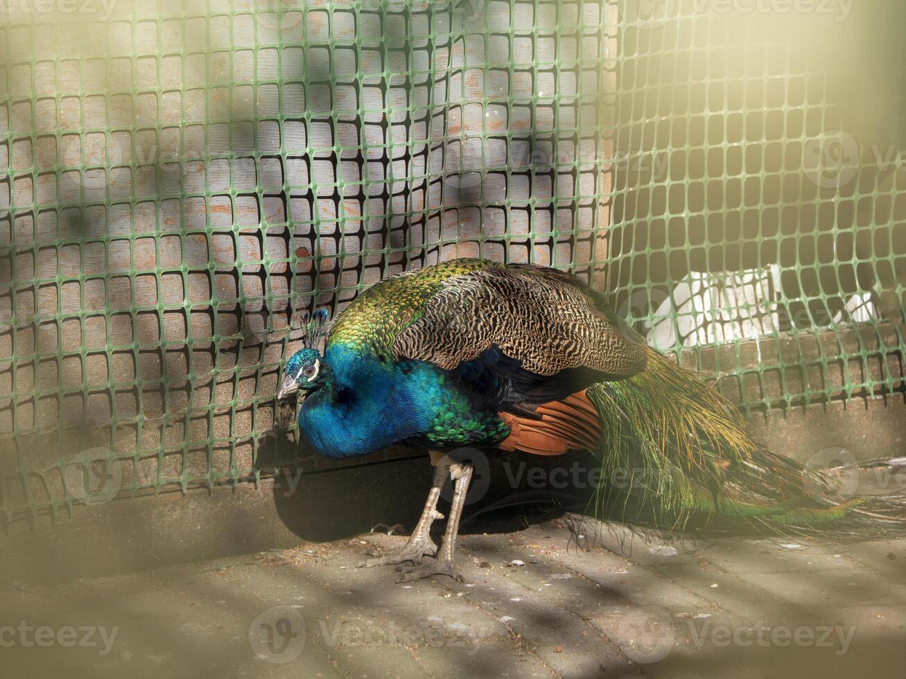 A sad peacock in a pen. photo