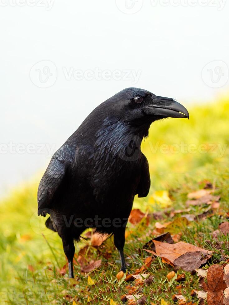 Curious big black raven posing in an autumn meadow, vertical portrait of a black raven. photo