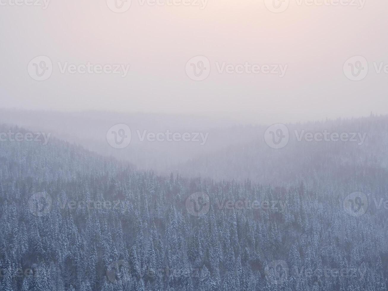 Carpet of snowy coniferous forest under morning pink frosty fog. Tops of hills are covered with frost. photo