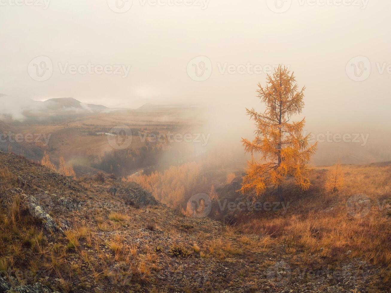 Dense fog is spreading over the autumn valley. Soft lonely golden larch tree photo
