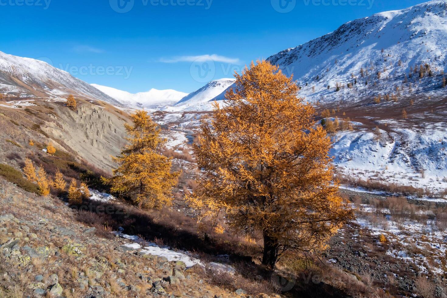 Scenic motley autumn landscape with yellow larch trees on sunlit snow hill and rocky mountain range under blue sky. Vivid autumn colors in mountains. Sunlight and shadows of clouds in good weather. photo