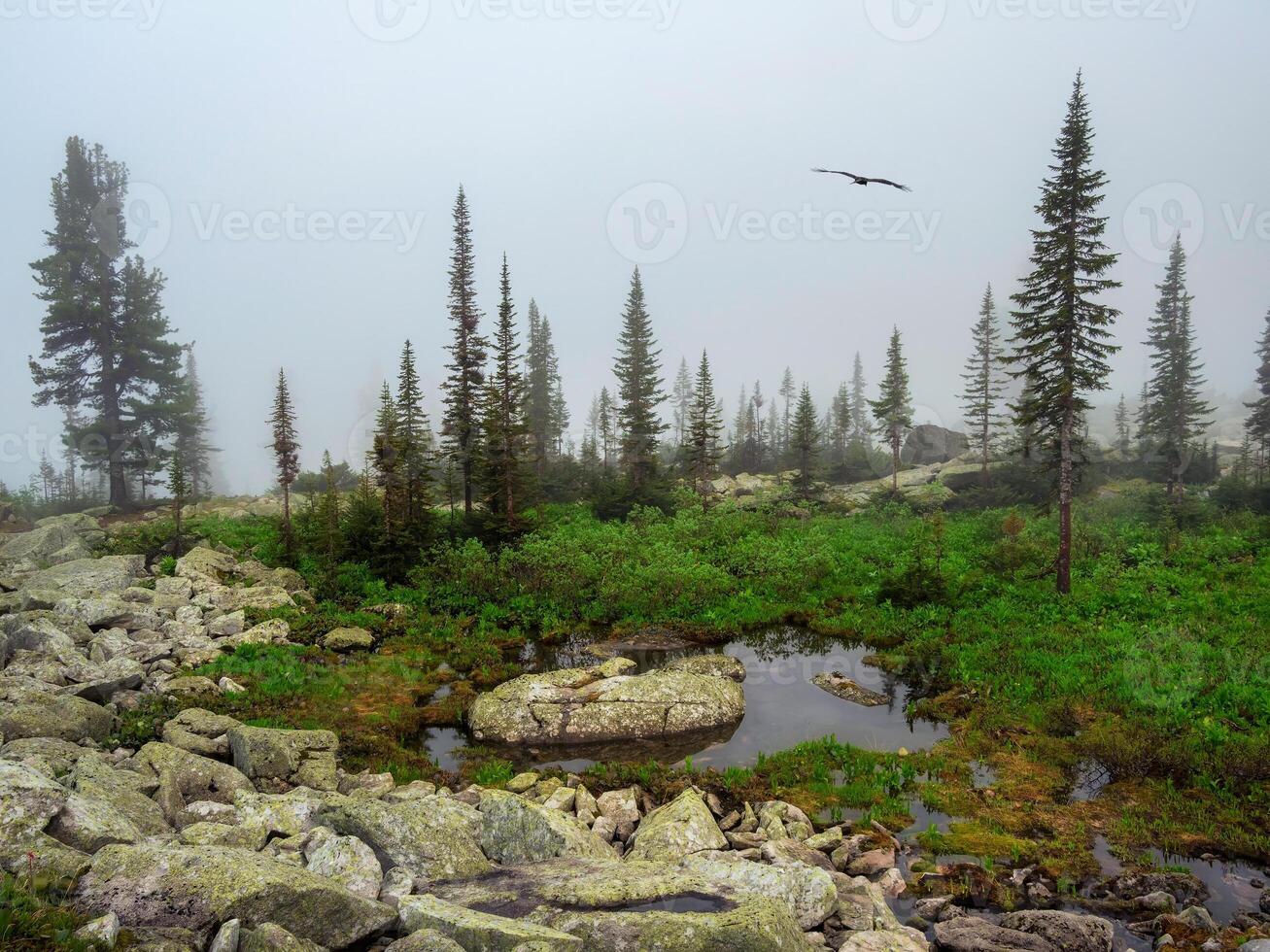 loudy mountain top steep thin forest. Mountains in the grey clouds, green spruce, dark rocks, West Sayans, Russia in summer, magic place of power, peace and quiet, hiking, gorge with kurumnik. photo