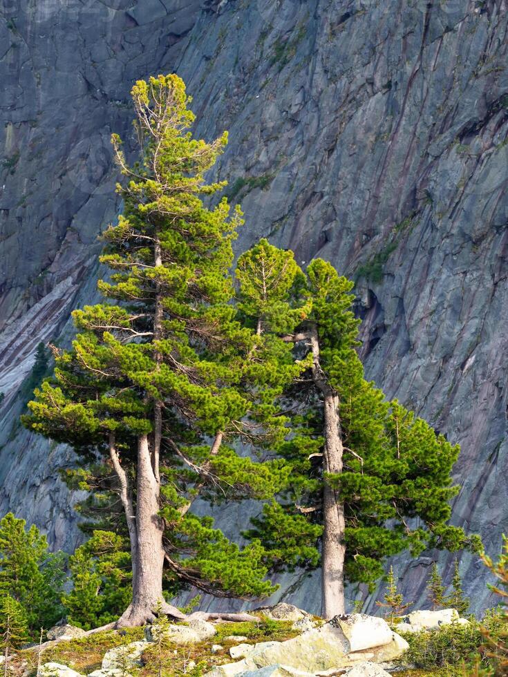 Two huge green cedars on a sunny mountainside against the backdrop of a high mountain. Vertical view. photo