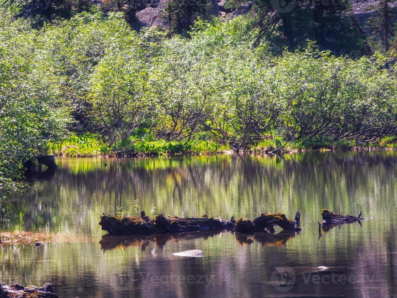 Nature background with wooden log in mountain lake. photo