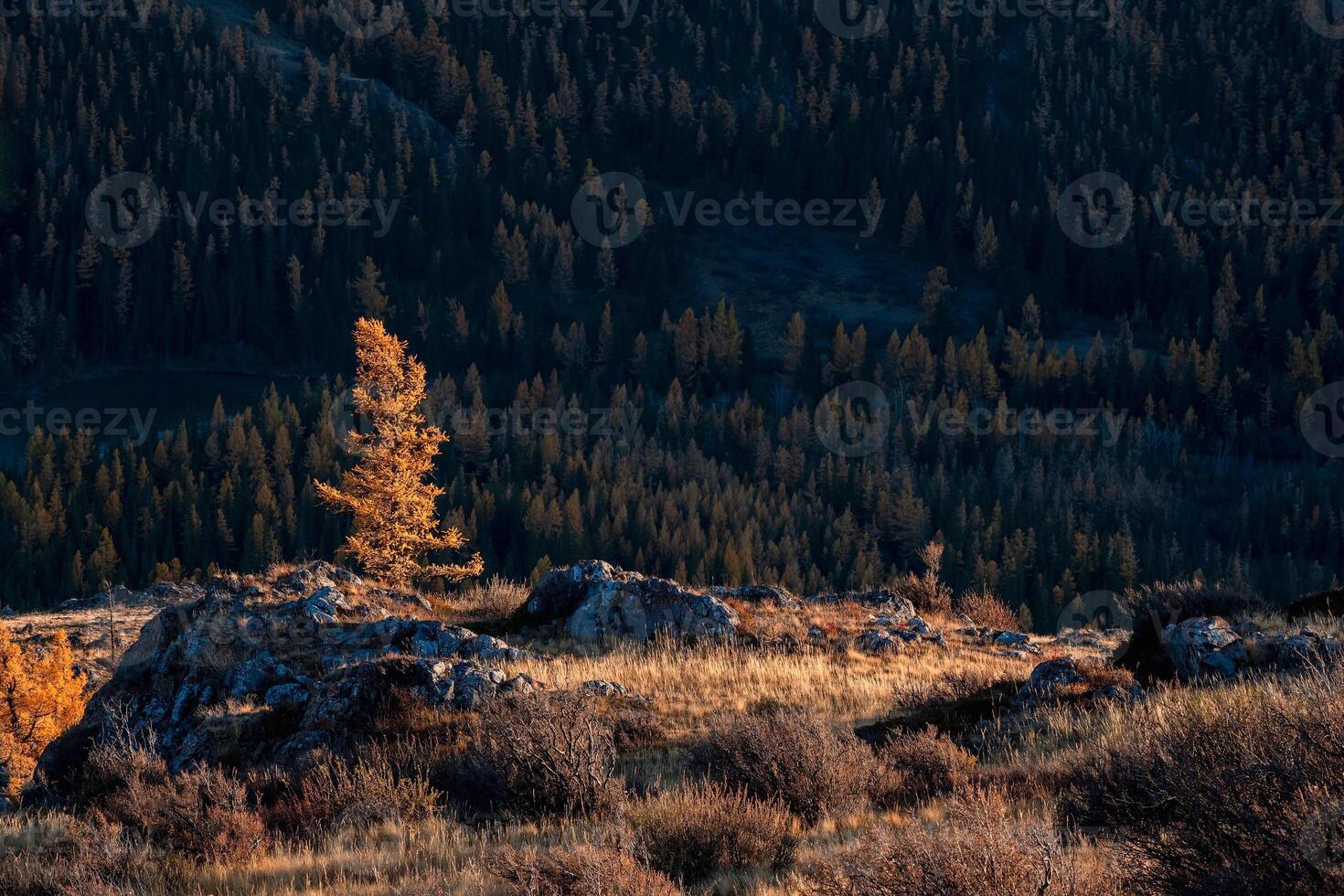 Golden autumn. Picturesque sunset light illuminates grove of larch tree on rocky slope. photo