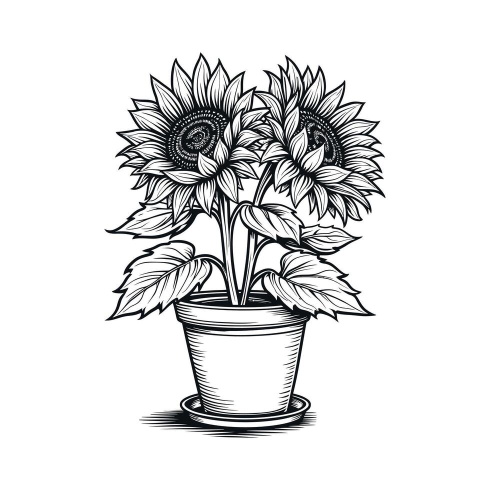sunflower illustrations with flower pot line art style floral outline sketch for coloring book in black line art on white background vector