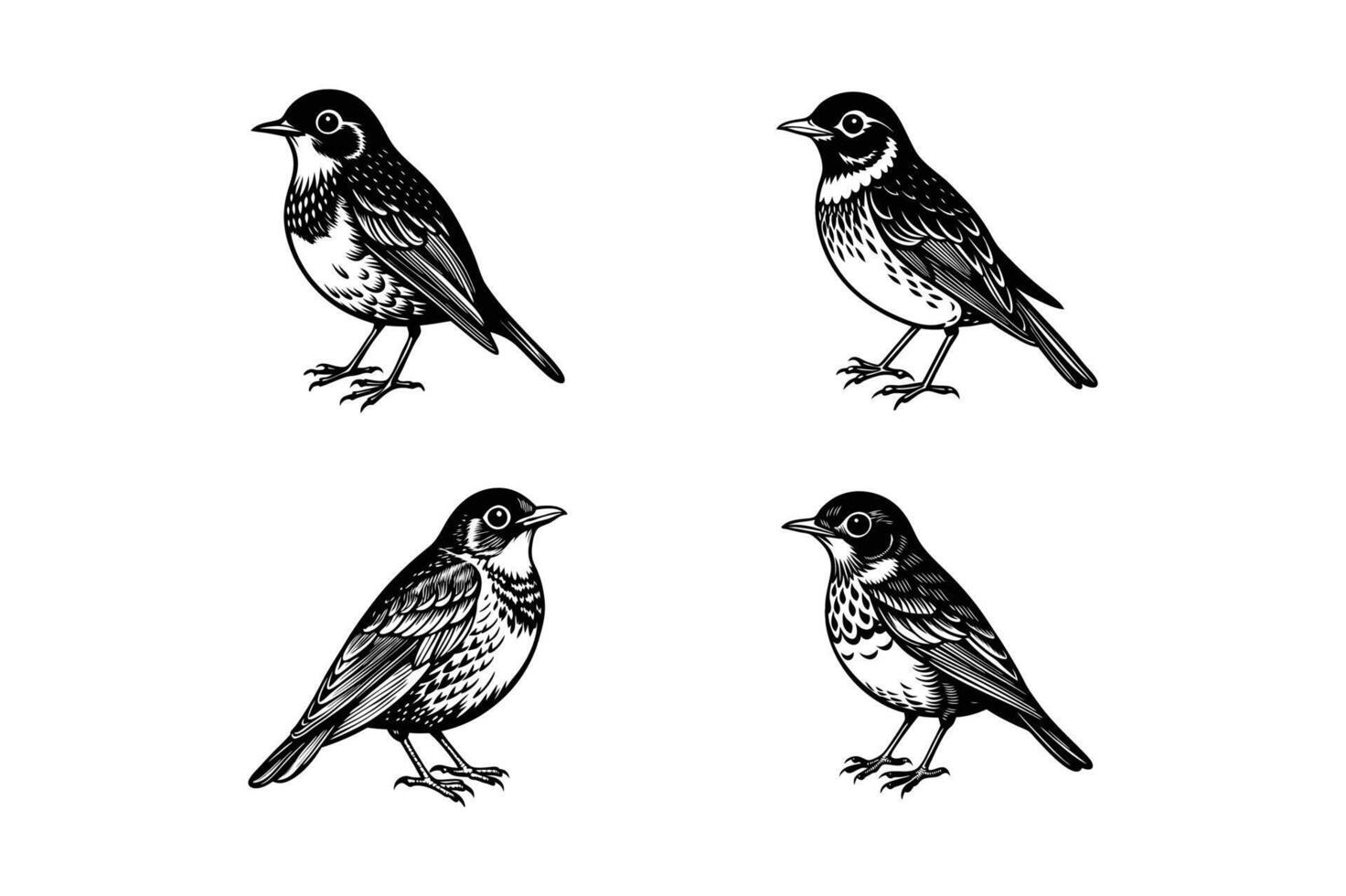 four different birds in different poses on a white background vector
