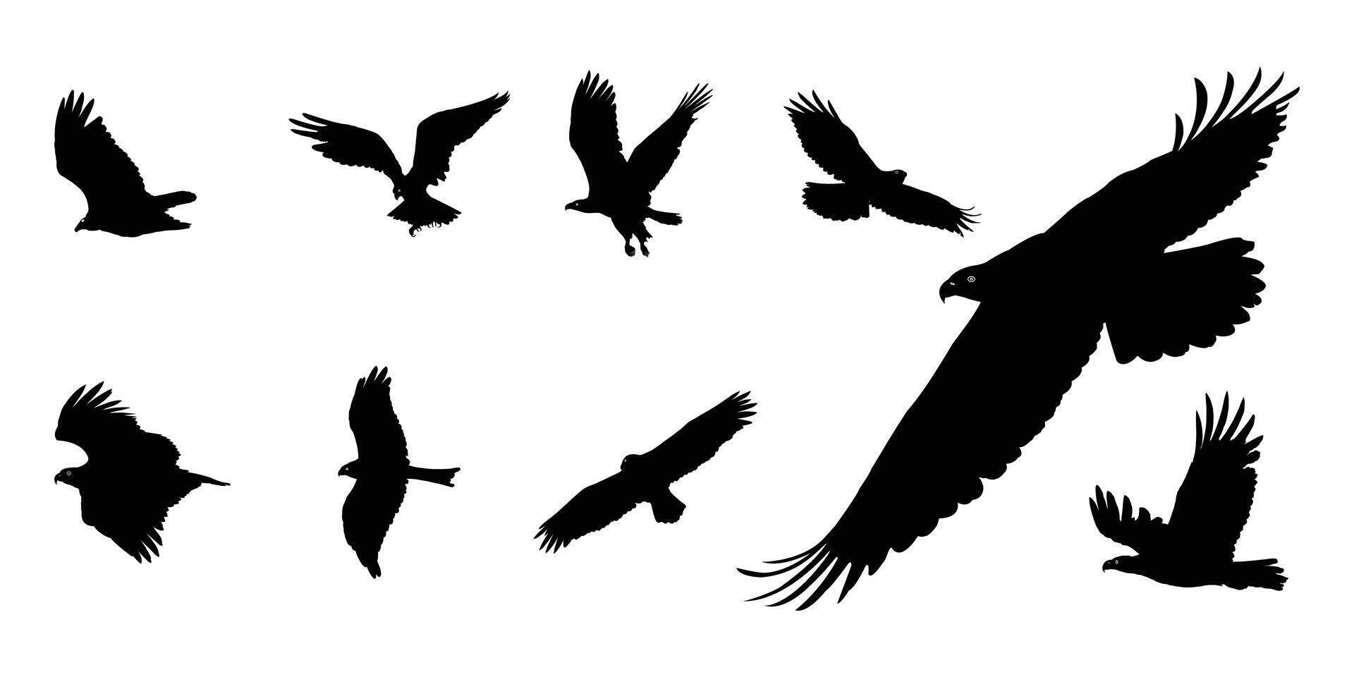 Eagle Silhouettes of Birds of Prey in Flight. Set of Eagle Symbols, Eagle , Eagle Icon, Eagle Logo. vector