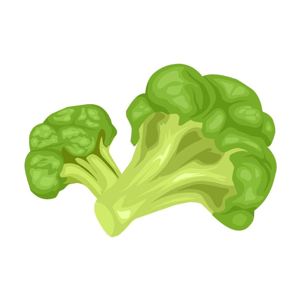 Broccoli vegetable illustration vector