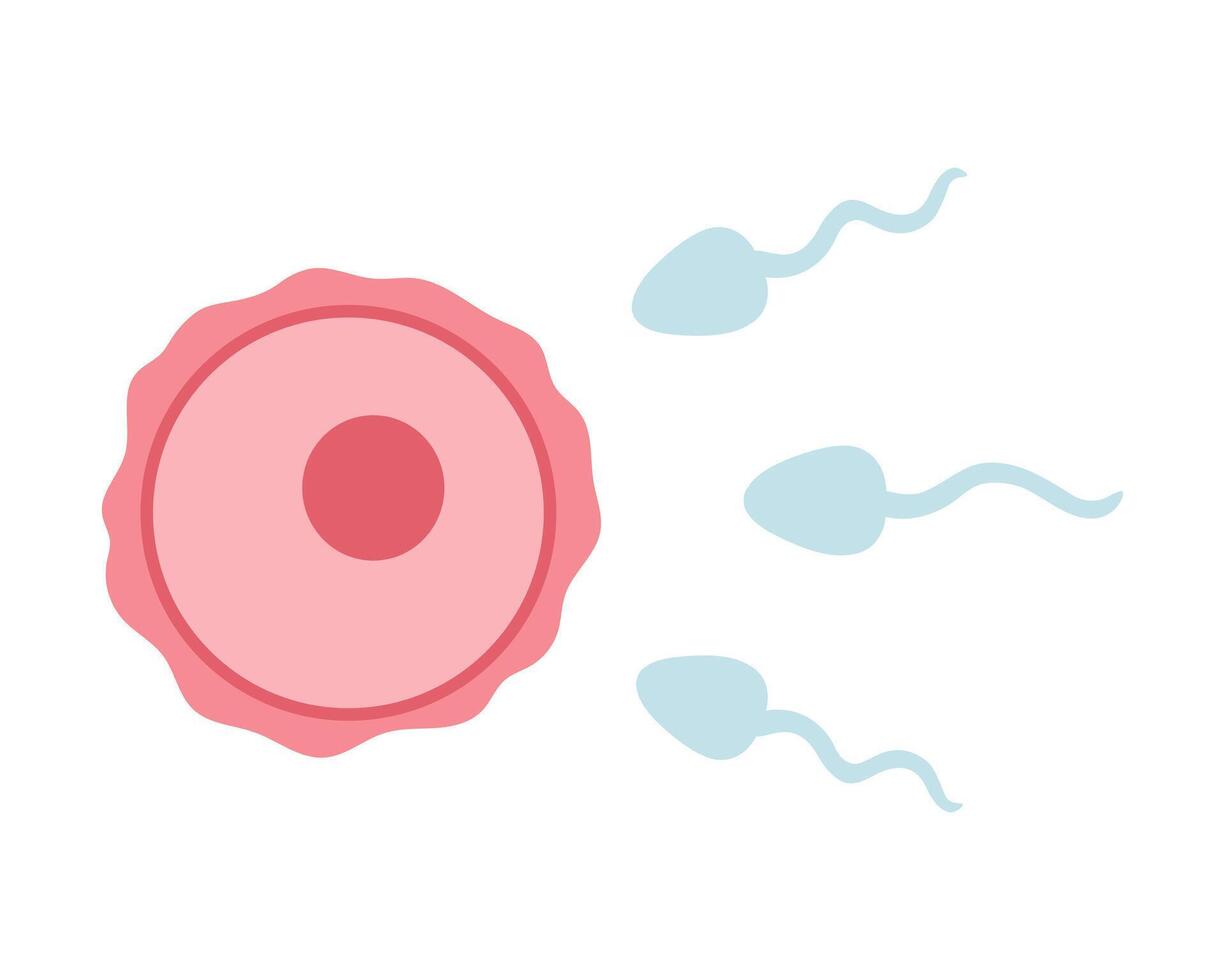 Egg cell, ovum and sperm illustration in cartoon flat style. Fertilization process. vector
