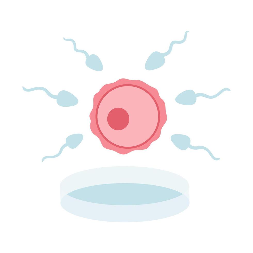 In vitro fertilization. Egg, sperm illustration in cartoon flat style. Fertilization process. vector