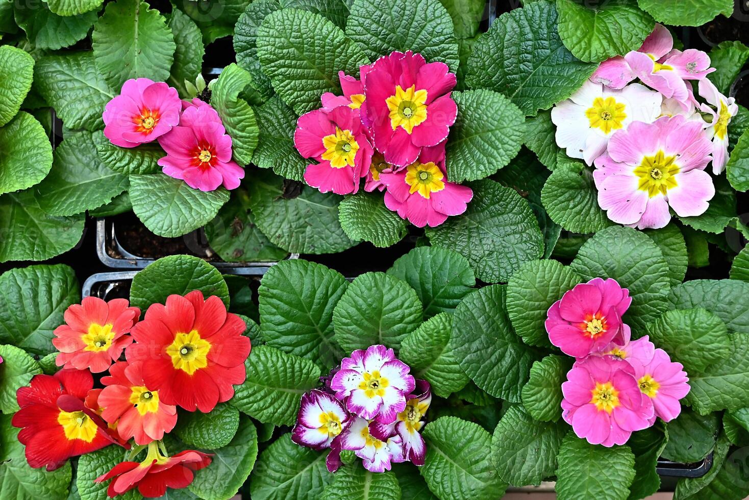 Panoramic Multicolor Primrose Primula Vulgaris blossom. Many Country Primula Flowers, top view banner. Vivid flowerscape, flat lay. Live wall of Primula Primrose Multicolored flowers photo