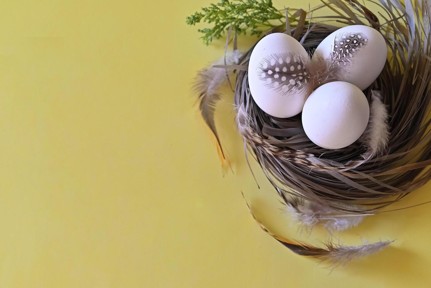 he image shows an Easter still life featuring a bird's nest filled with a mix of speckled quail eggs and a single white egg. photo