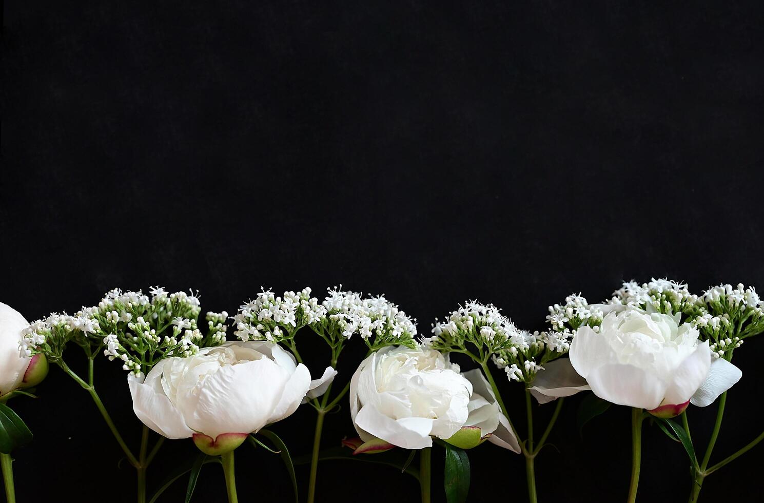 This photograph presents a cluster of white peonies and small white flowers in a simple arrangement. photo