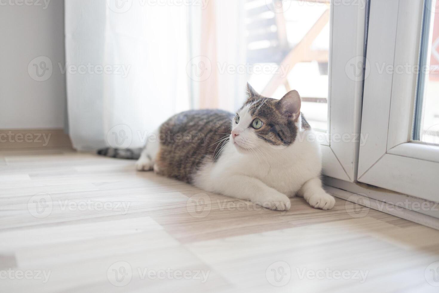 Cute grey tabby cat lying on floor at home photo