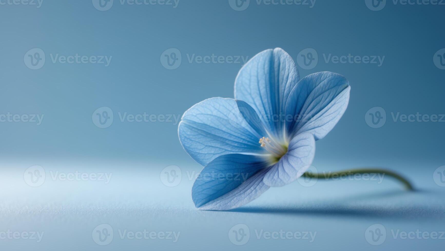 A close up of a blue flower on a blue backgroundA close up of a blue flower on a blue background. photo