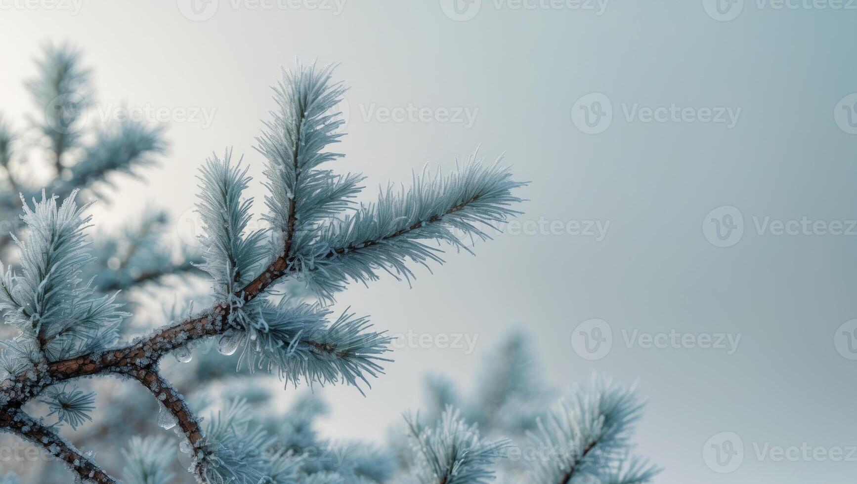 A close up of a pine tree branch covered in frost.A close up of a pine tree branch covered in frost. photo