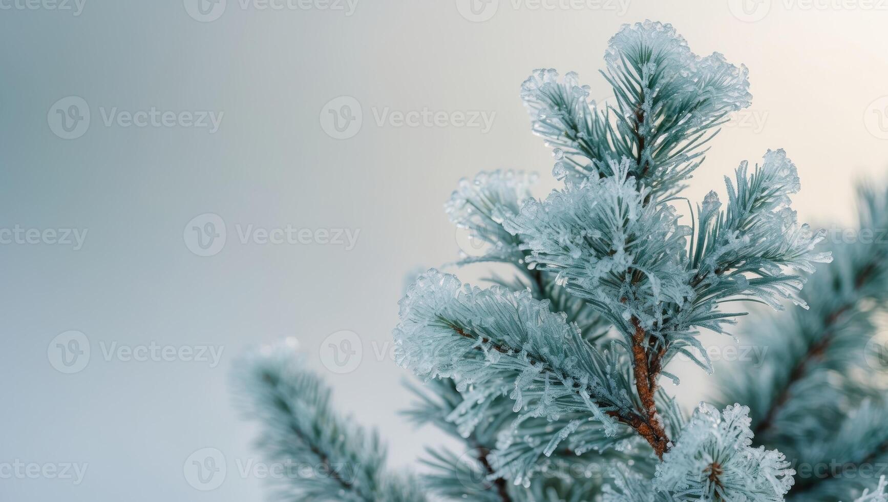 A close up of a pine tree branch covered in frost. photo