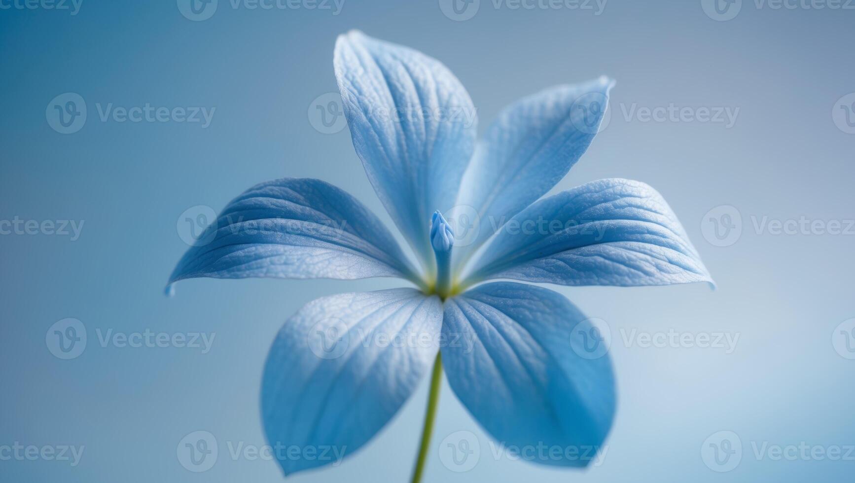 A close up of a blue flower on a blue background photo