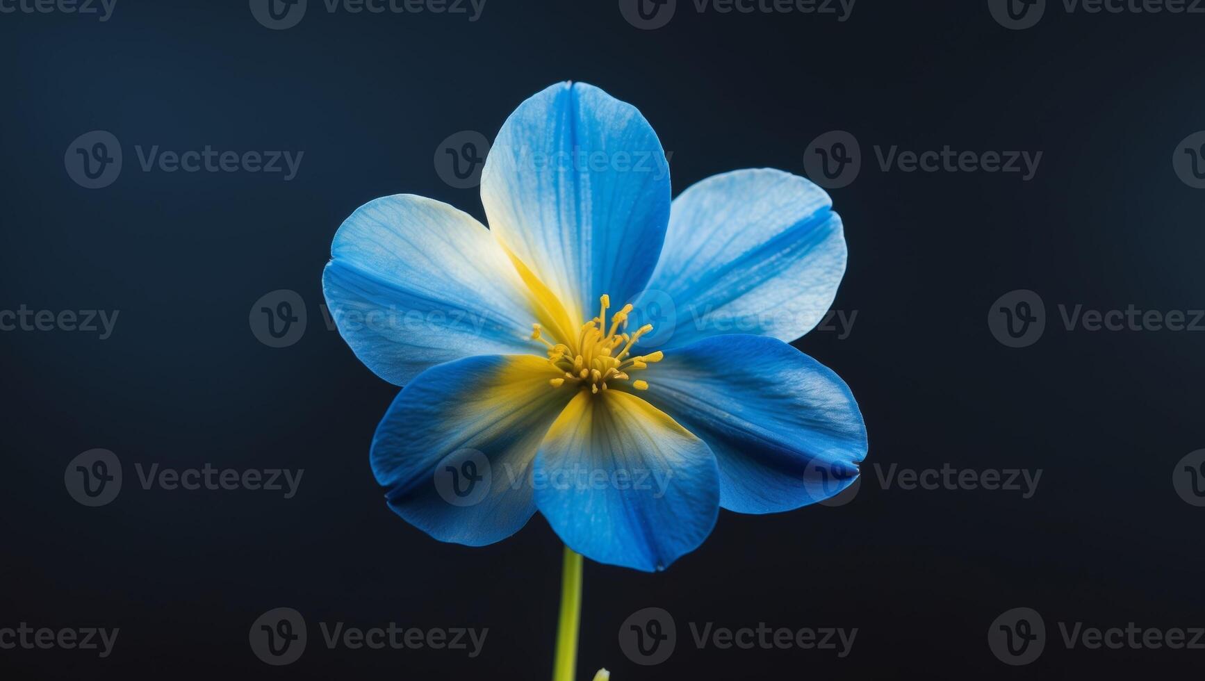blue and yellow flower on black background photo