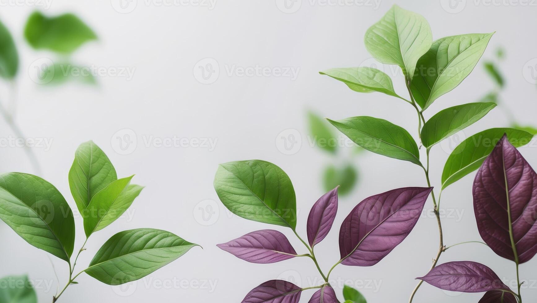 Green and Purple Leaves Frame Nature Background White Space. photo
