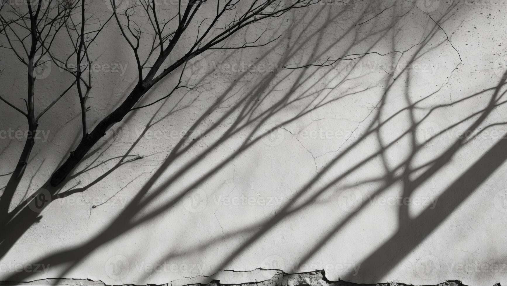 Shadow of Bare Tree Branches on Concrete SurfaceShadow of Bare Tree Branches on Concrete Surface. photo