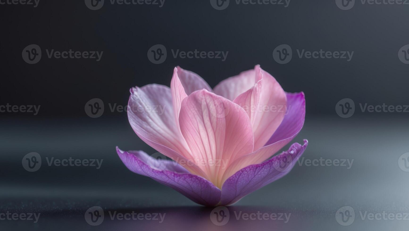 A close up of a pink and purple flower on a black backgroundA close up of a pink and purple flower on a black background. photo