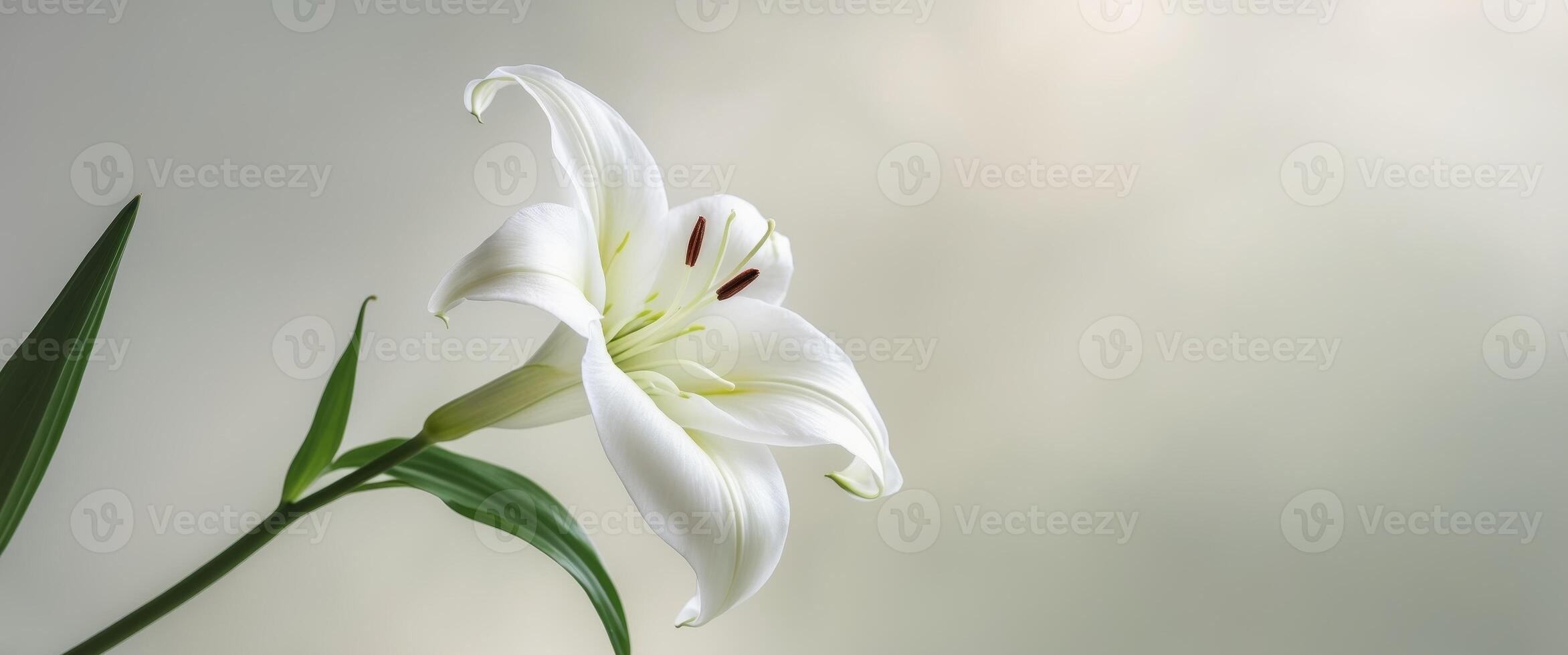 Elegant white lily bloom with delicate petals on a soft background photo