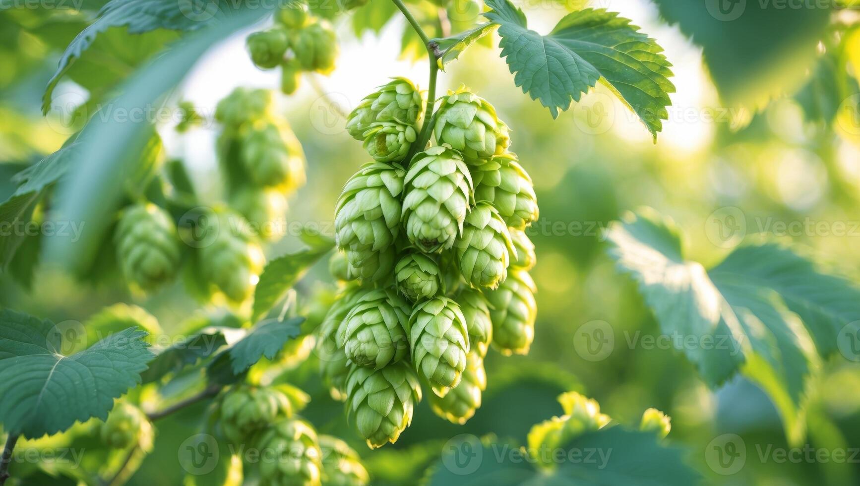 Fresh Green Hop Cones on Vine Surrounded by Lush Green Leaves photo