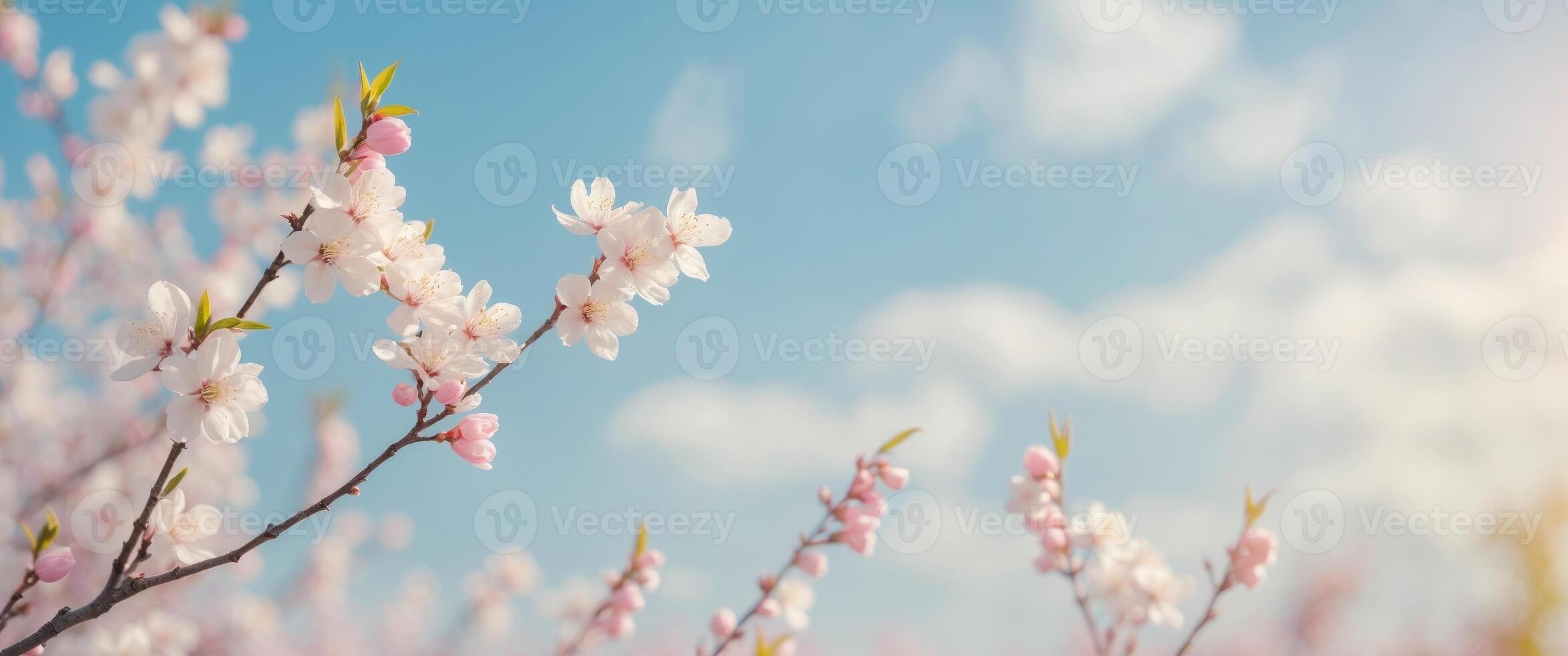 Cherry blossoms in the spring photo