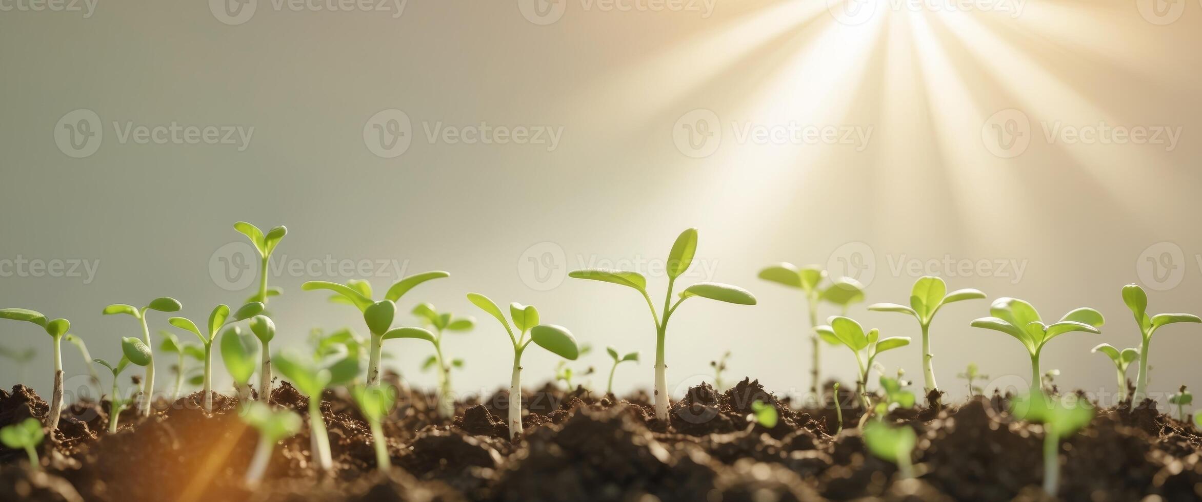 Sprouting seedlings growing in soil under bright sunlightSprouting seedlings growing in soil under bright sunlight. photo