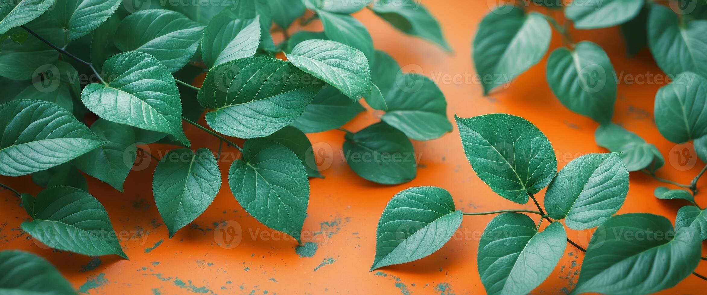 Vibrant Green Leaves on Rustic Orange Surface A Textured Botanical Display photo