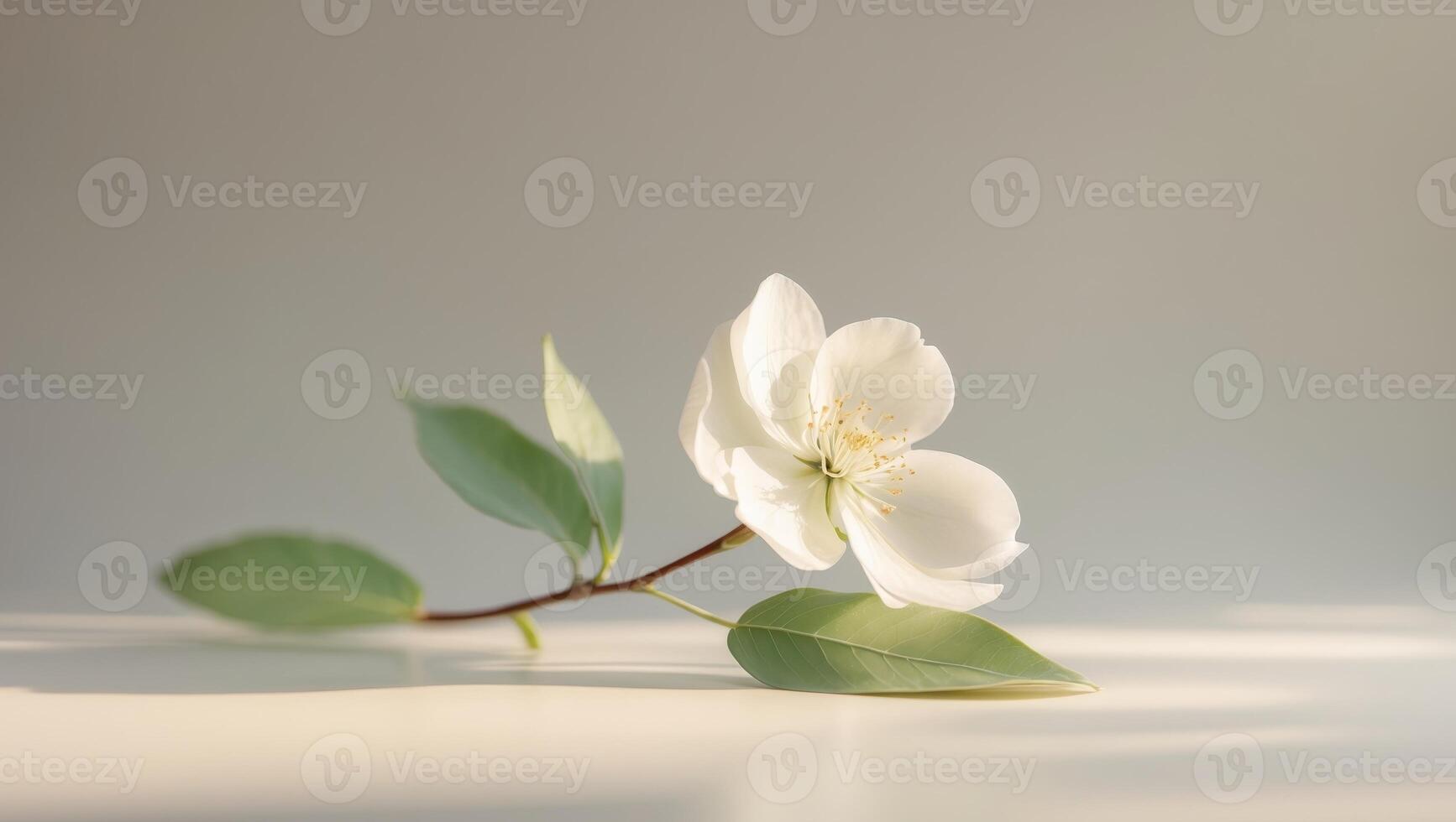 White Flower Blossom With Green Leaves In Sunlight photo