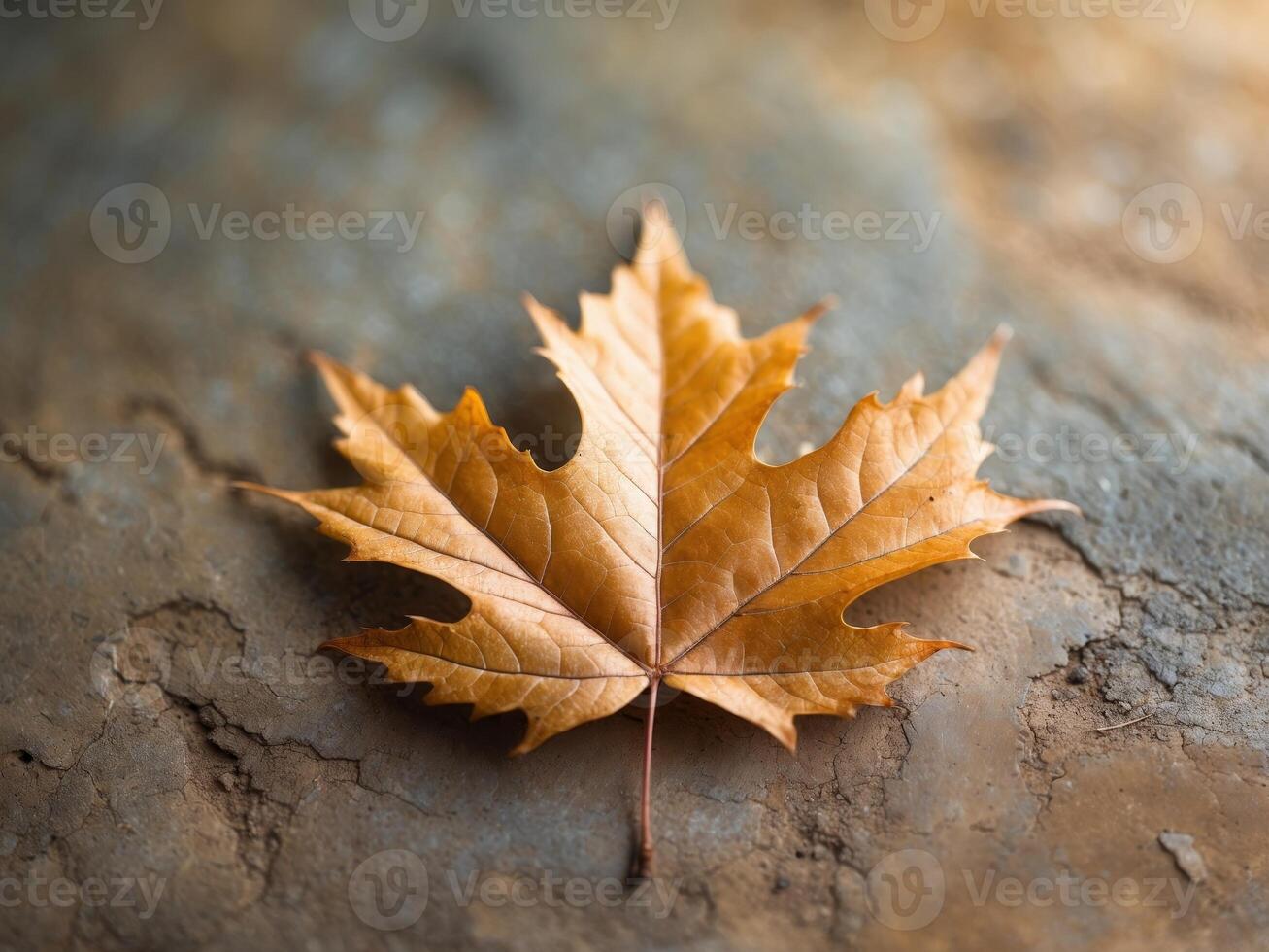 An autumn leaf textured background with ample space photo