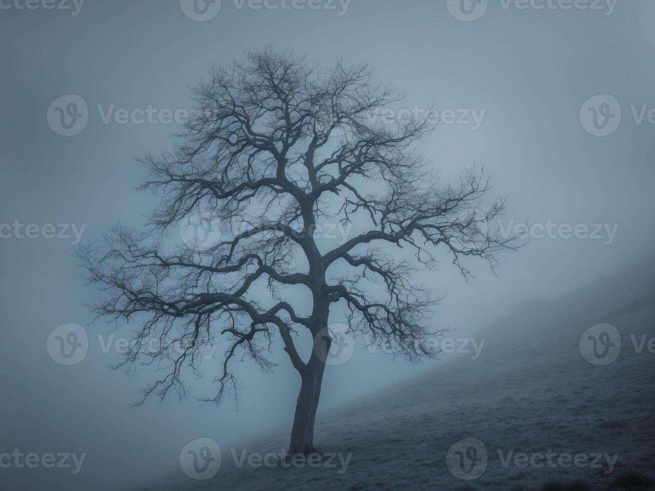 Skeletal Tree Reaching Skyward on Foggy Hill Moody Nature Landscape photo