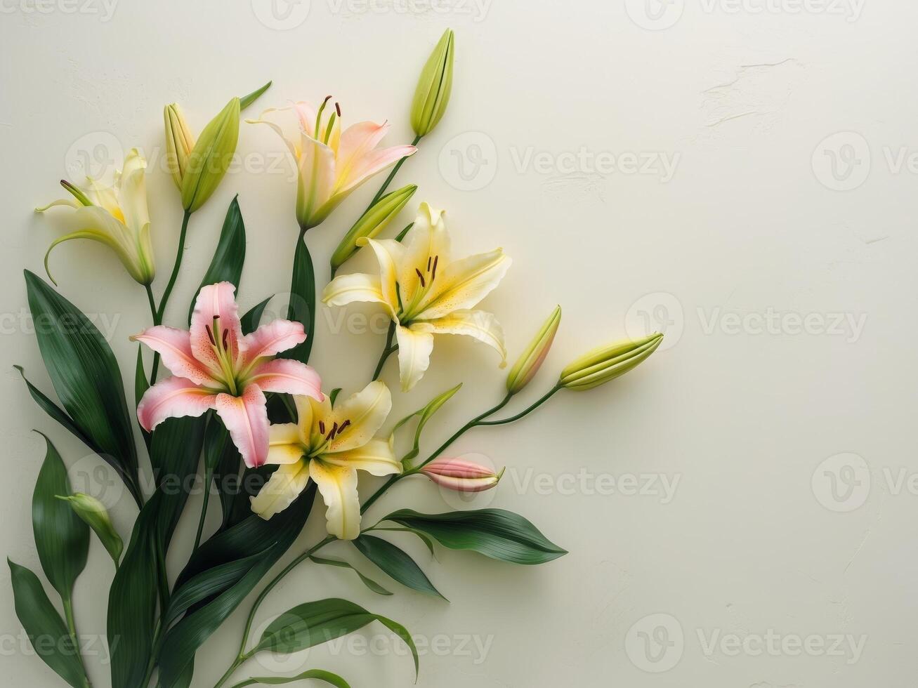 Yellow and Pink Lily Flowers with Green Leaves on Simple Cream BackgroundYellow and Pink Lily Flowers with Green Leaves on Simple Cream Background. photo