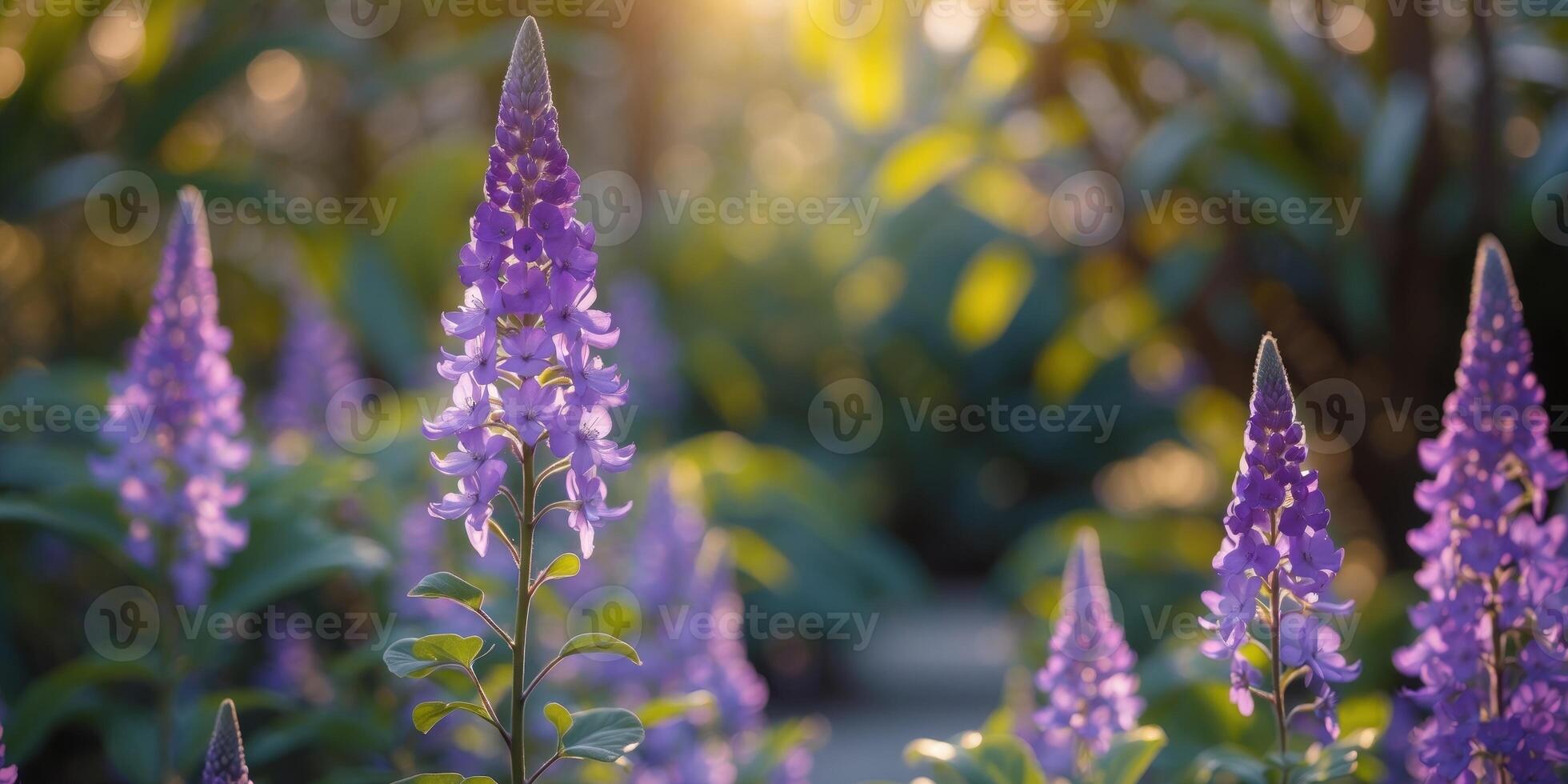 Vibrant Purple Flowers in Sunlight Botanical Garden Bloom photo