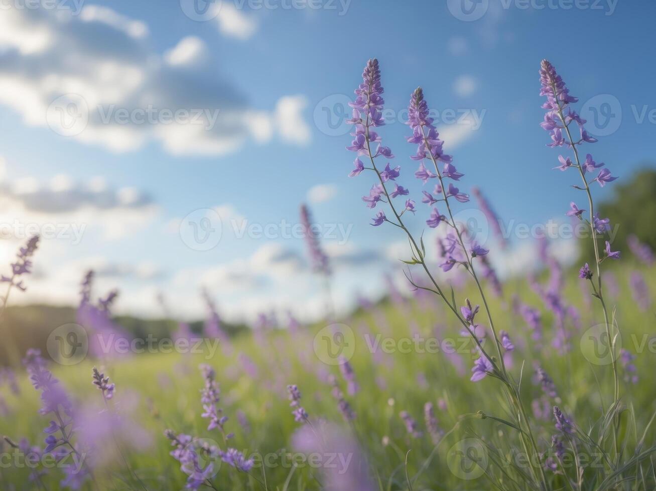 Vibrant Purple Wildflowers Blooming in a Lush Green Meadow Landscape photo