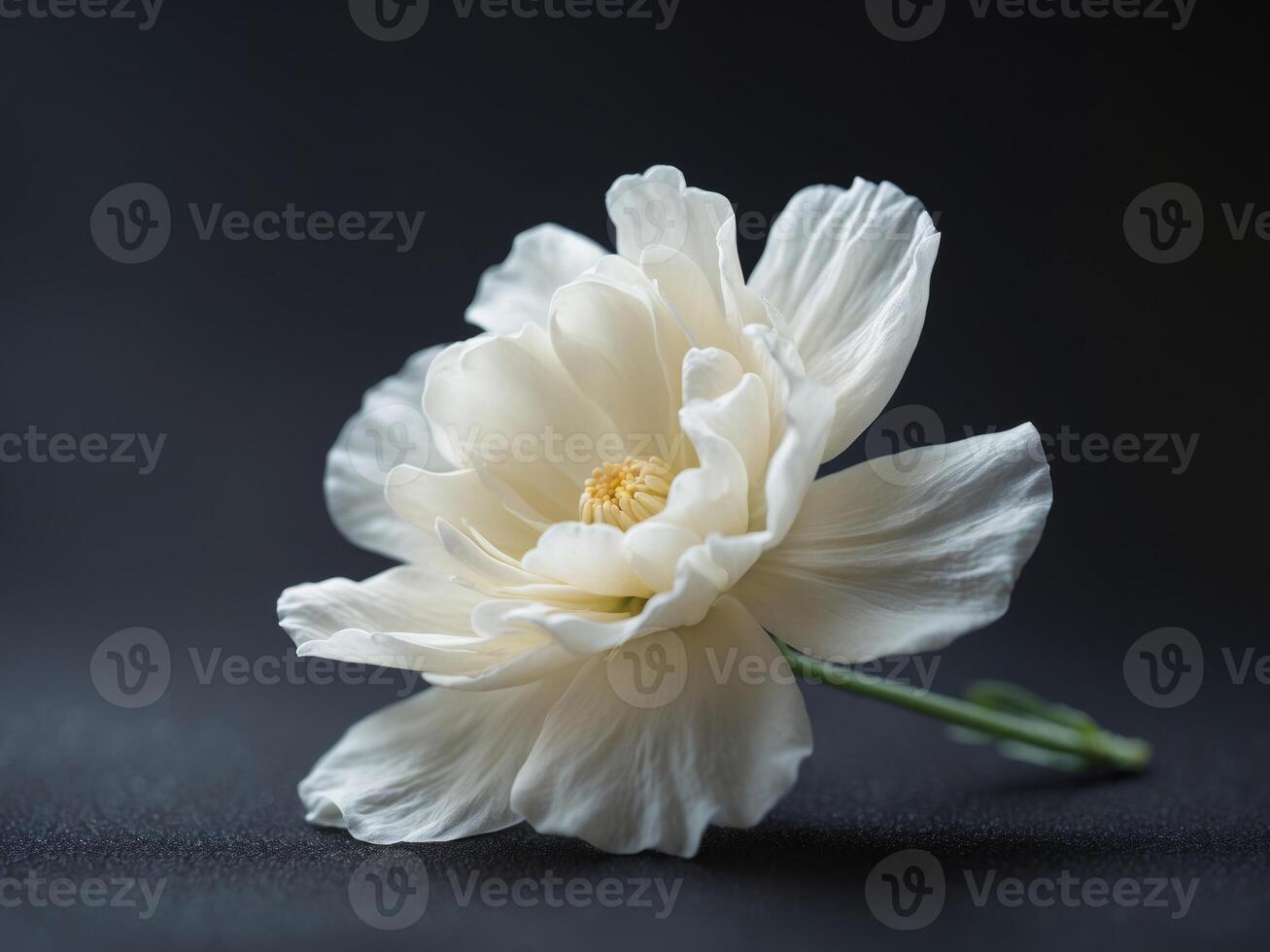 Elegant White Flower on Black Background with Soft Focus and Simple Elegance photo