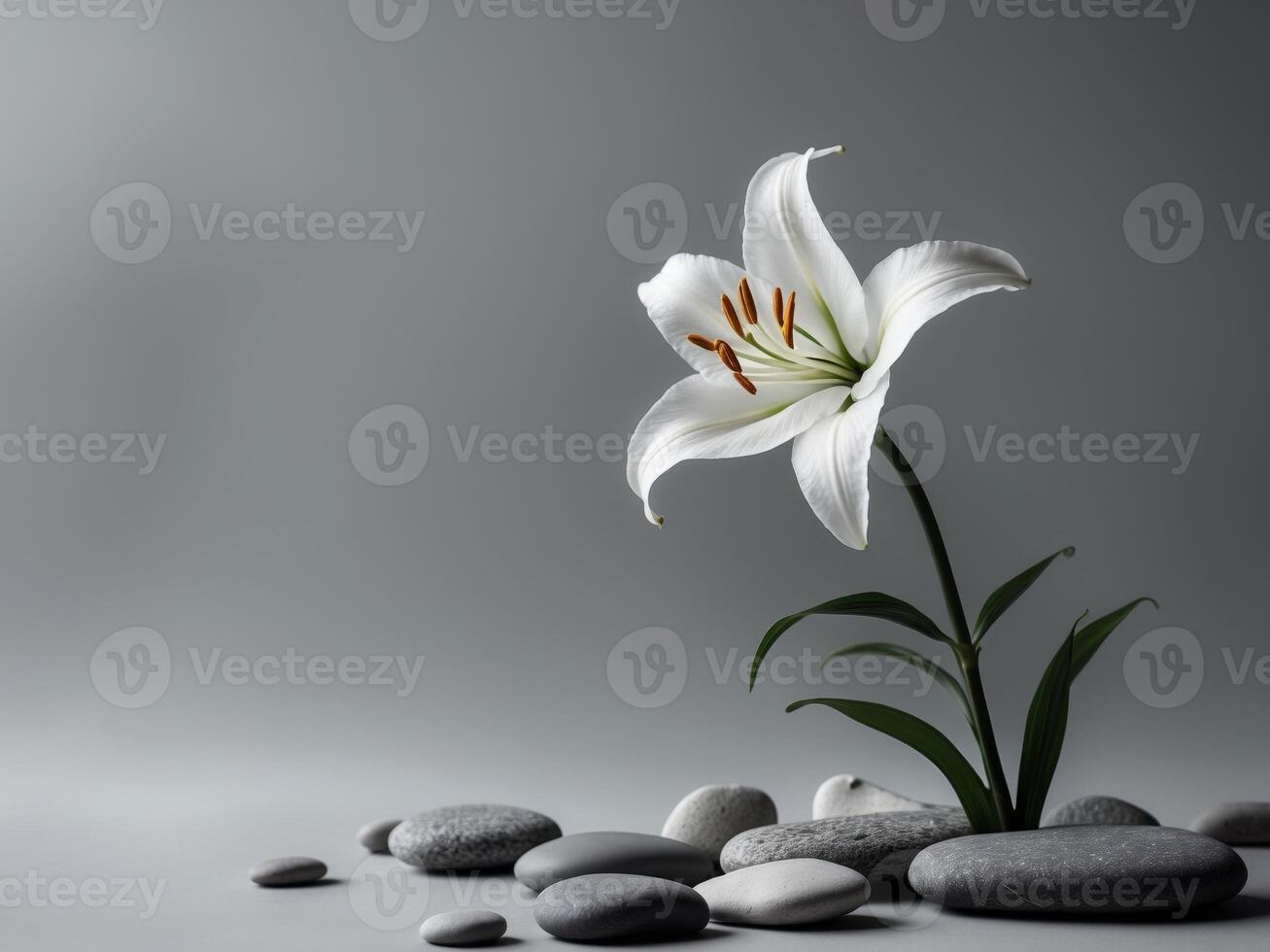 Elegant White Lily Flower and Smooth Pebbles on a Soft Gray Background photo