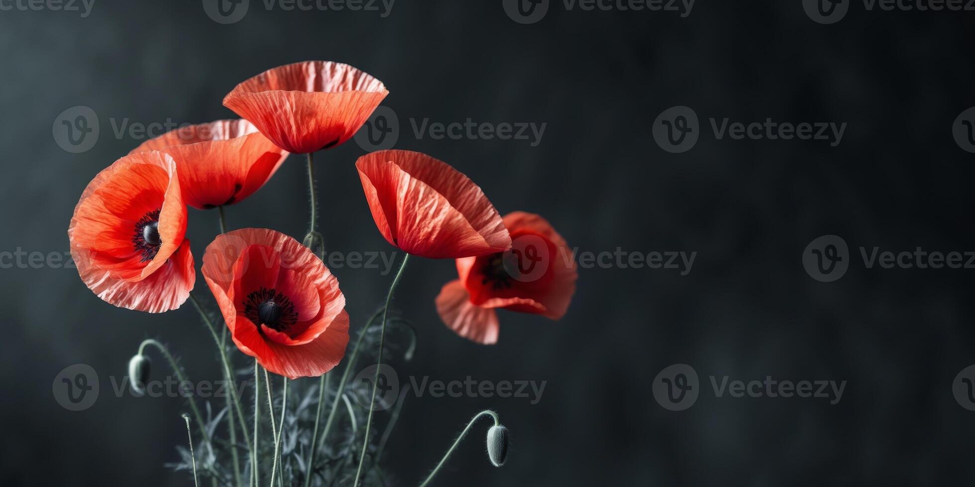 Vibrant Red Poppies on Black Background Remembrance Day Floral ImageVibrant Red Poppies on Black Background Remembrance Day Floral Image. photo