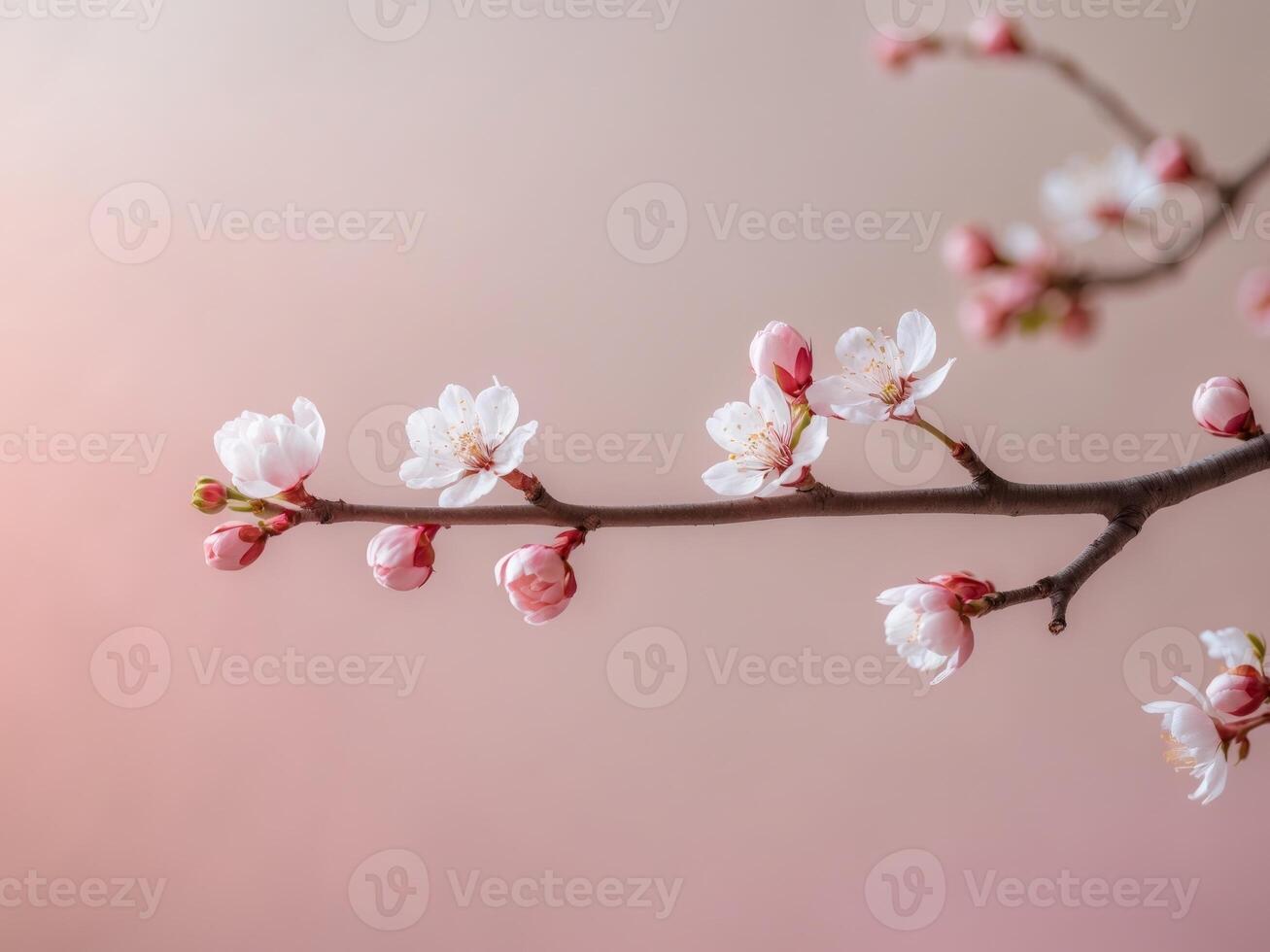 Delicate Cherry Blossom Branch with Buds on Soft Pink Background for Spring Imagery photo