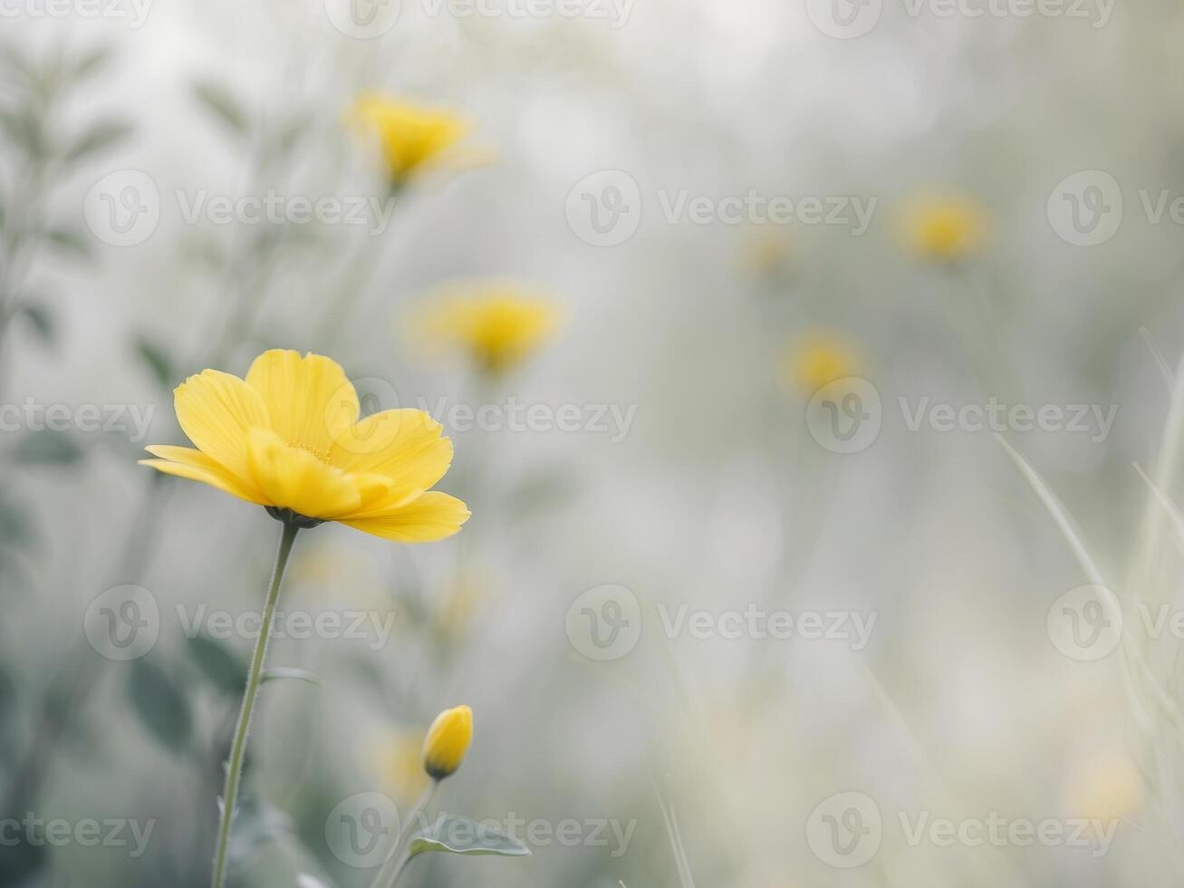 Bright Yellow Flower Blooming in Natural Garden Setting with Blurry BackgroundBright Yellow Flower Blooming in Natural Garden Setting with Blurry Background. photo