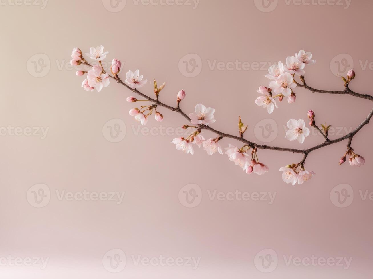 Delicate Cherry Blossom Branch with Buds on Soft Pink Background for Spring ImageryDelicate Cherry Blossom Branch with Buds on Soft Pink Background for Spring Imagery. photo