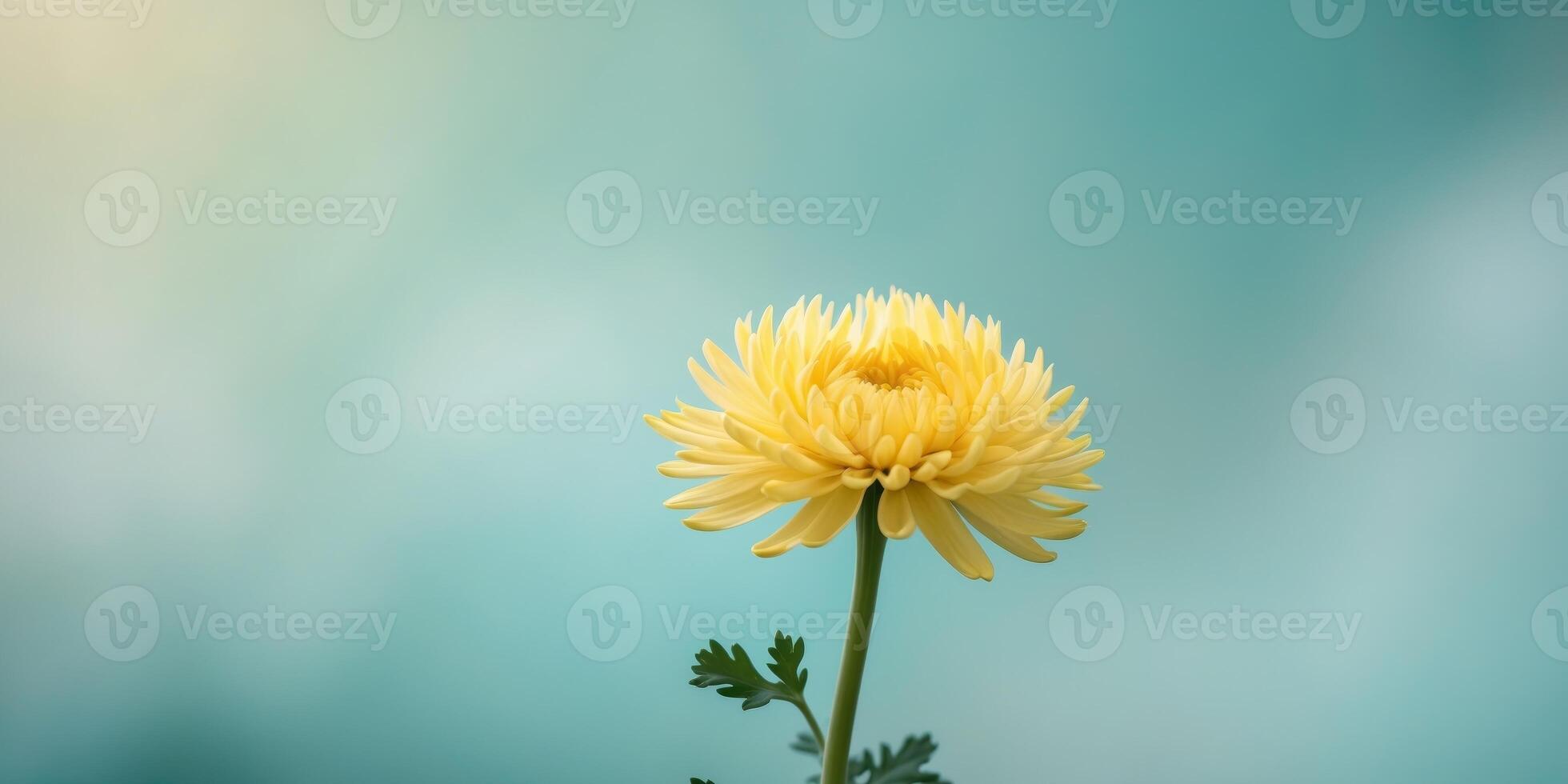 A vibrant chrysanthemum in sunny yellow on a gentle aqua background photo