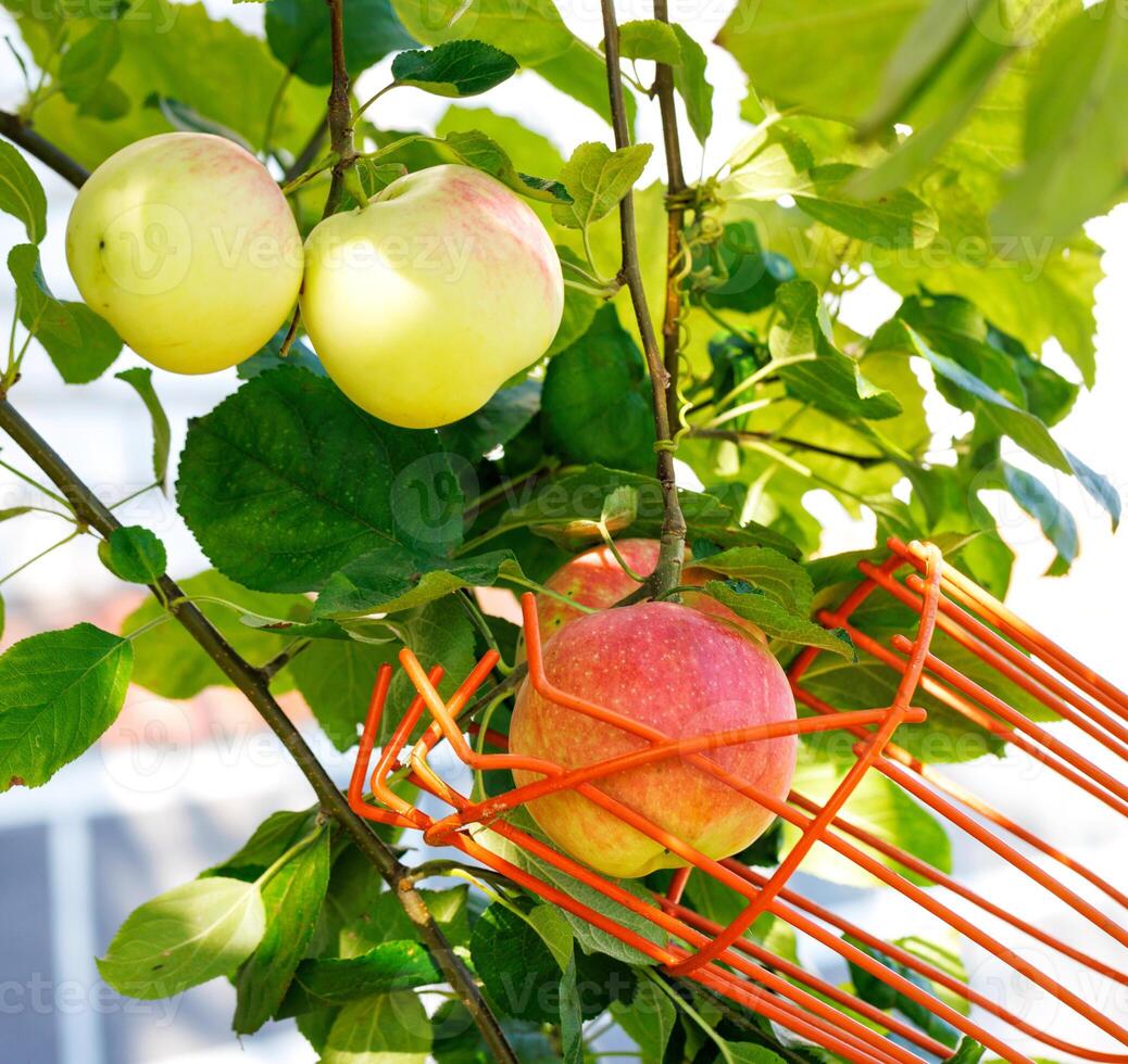A metal fruit picker harvests apples from a tree on a summer day. photo