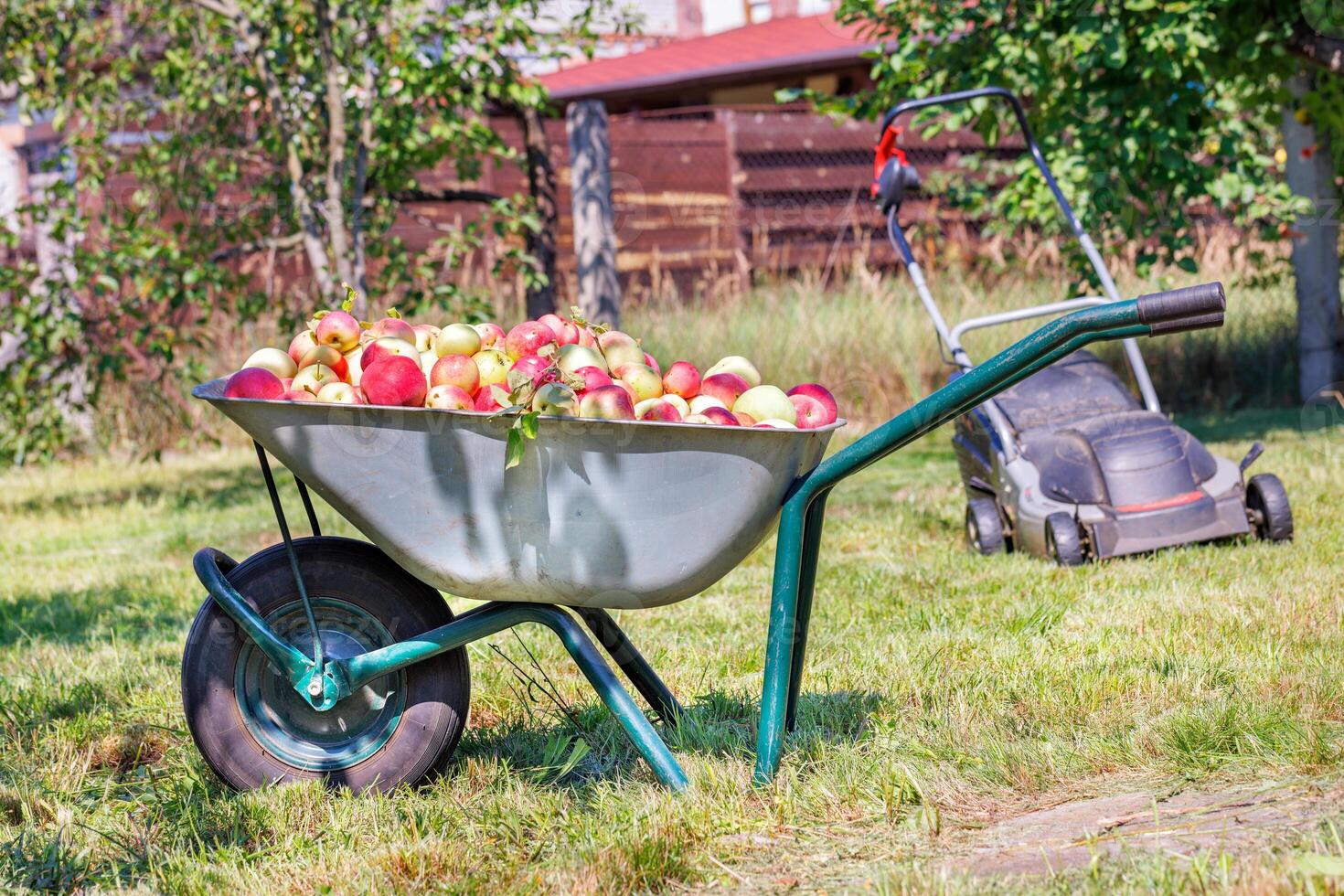 Harvested ripe juicy apples are loaded on a garden wheelbarrow on a sunny day against the backdrop of a garden plot in blur. photo