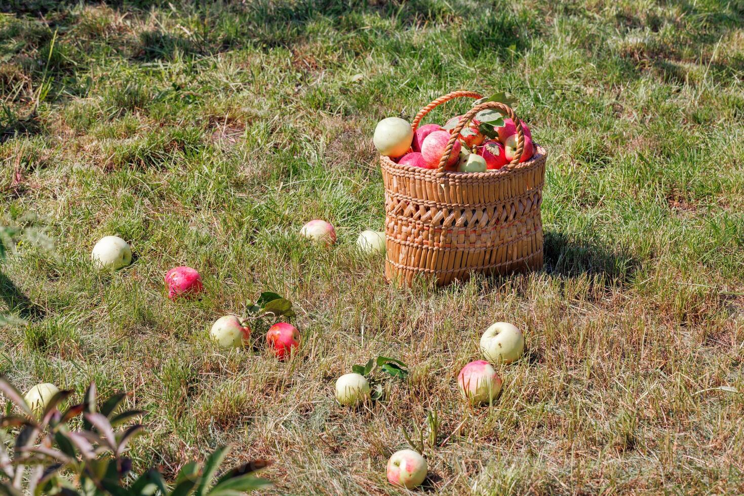 A straw basket filled with ripe juicy apples against the background of a sloping green lawn in the rays of the evening sun. photo